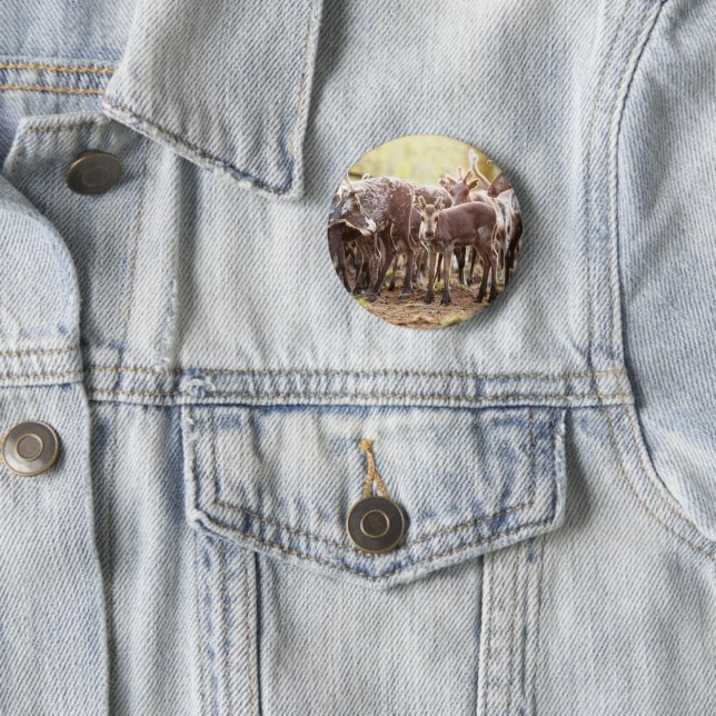 Bóton Redondo 5.08cm Bebês Mais Pobres | Svalbard Reindeer (In Situ)