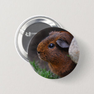 Bóton Redondo 5.08cm Belo Dourado Agouti Guiné Pig