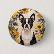 Belo Sol Amarelo de Boston Terrier