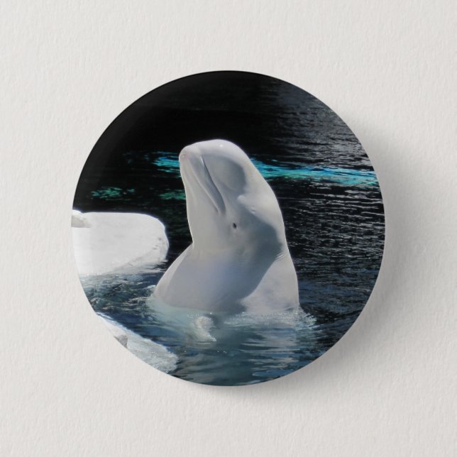 Bóton Redondo 5.08cm Beluga Whale Pin (Frente)