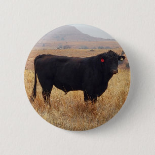 Bóton Redondo 5.08cm Black Angus Steer Grazing com seu Herd