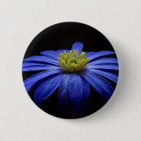 Blue Daisy Gerbera Flower em preto
