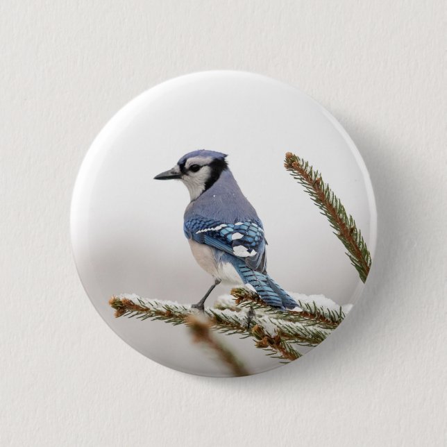 Bóton Redondo 5.08cm Blue Jay no inverno (Frente)