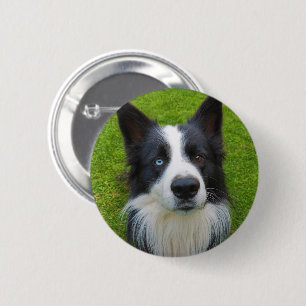 Bóton Redondo 5.08cm Border Collie