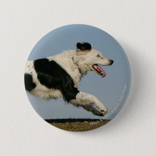 Bóton Redondo 5.08cm Border collie que funciona 2