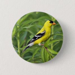 Bóton Redondo 5.08cm Botão americano do Goldfinch
