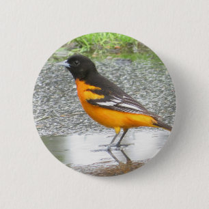 Bóton Redondo 5.08cm Botão Baltimore Oriole