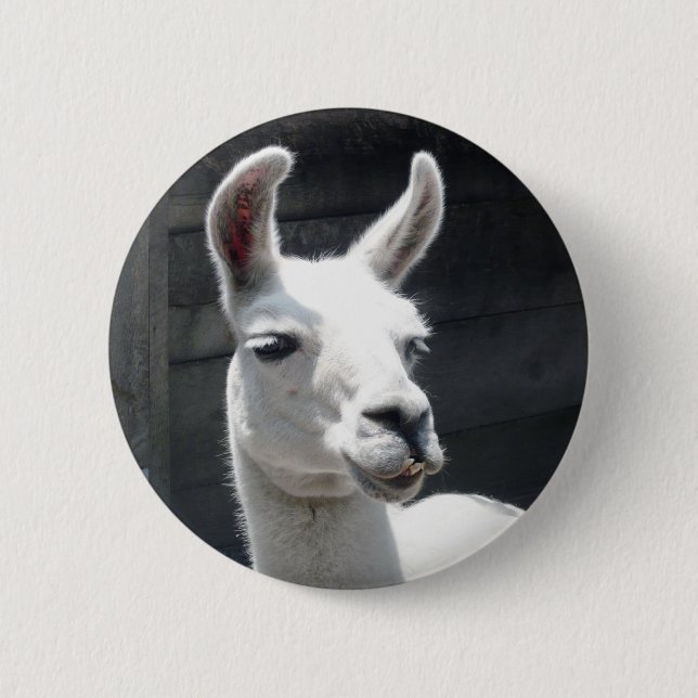 Bóton Redondo 5.08cm Botão de Lhama Sorridente (Frente)