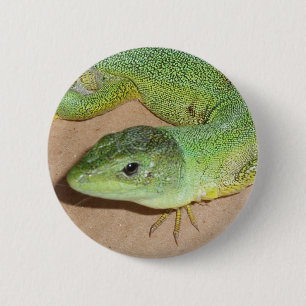 Bóton Redondo 5.08cm Botão do lagarto