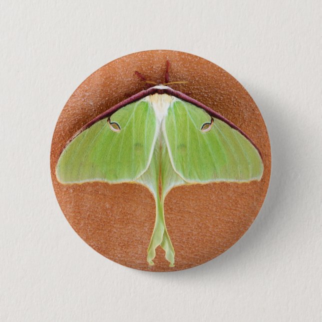 Bóton Redondo 5.08cm Botão do pino Luna Moth (Frente)