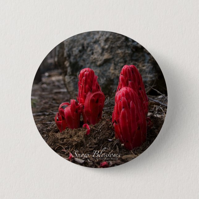 Bóton Redondo 5.08cm Botão Flores de Neve (Frente)