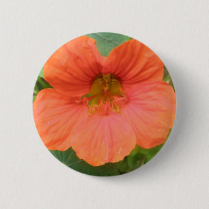 Bóton Redondo 5.08cm Botão Laranja Nasturtium Flor