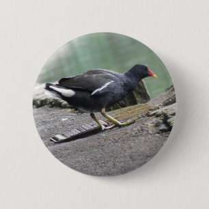 Bóton Redondo 5.08cm Botão Moorhen