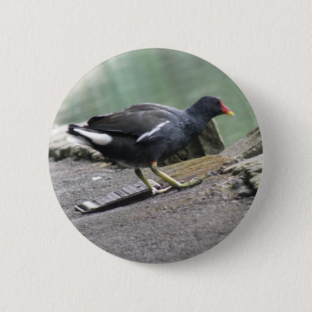 Bóton Redondo 5.08cm Botão Moorhen (Frente)