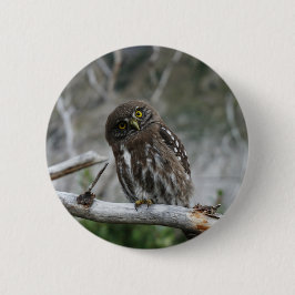 Bóton Redondo 5.08cm Botão norte Pygmy Owl