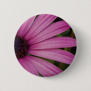 Bóton Redondo 5.08cm Botão roxo de Osteospurmum