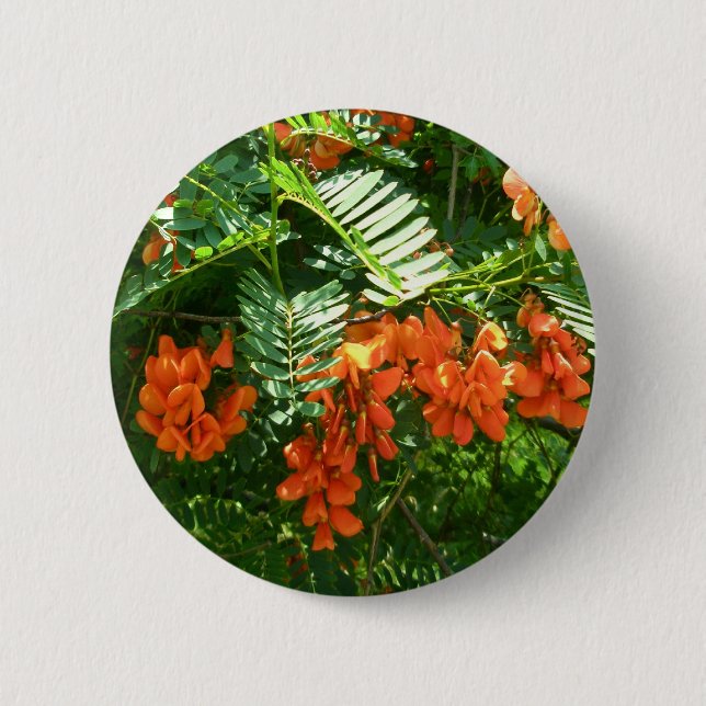 Bóton Redondo 5.08cm Botão Scarlet Wisteria (Sesbania punicea) OBX (Frente)