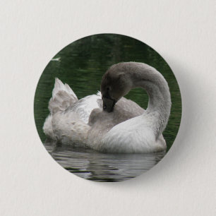 Bóton Redondo 5.08cm Botão Swan Sonolento