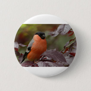 Bóton Redondo 5.08cm Bull Finch