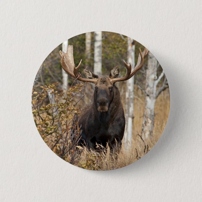 Bóton Redondo 5.08cm Bull Moose Impressionante (Frente)