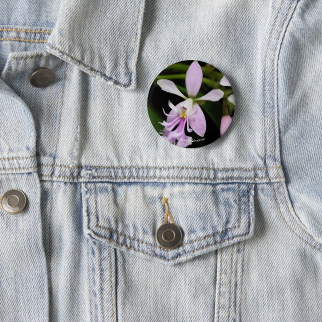 Bóton Redondo 5.08cm Caligarium do Epidendrum (In Situ)