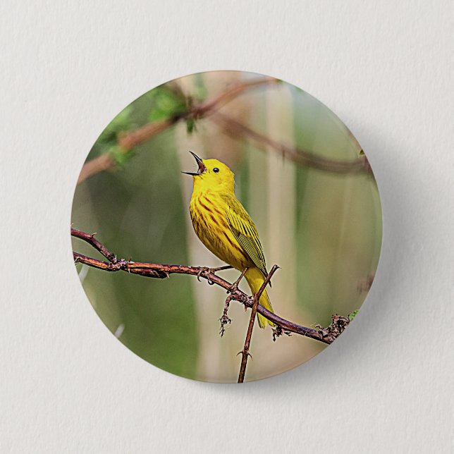Bóton Redondo 5.08cm Cantor amarelo de Warbler (Frente)
