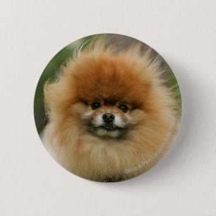 Bóton Redondo 5.08cm Capa da Pomerânia olhando para a câmera