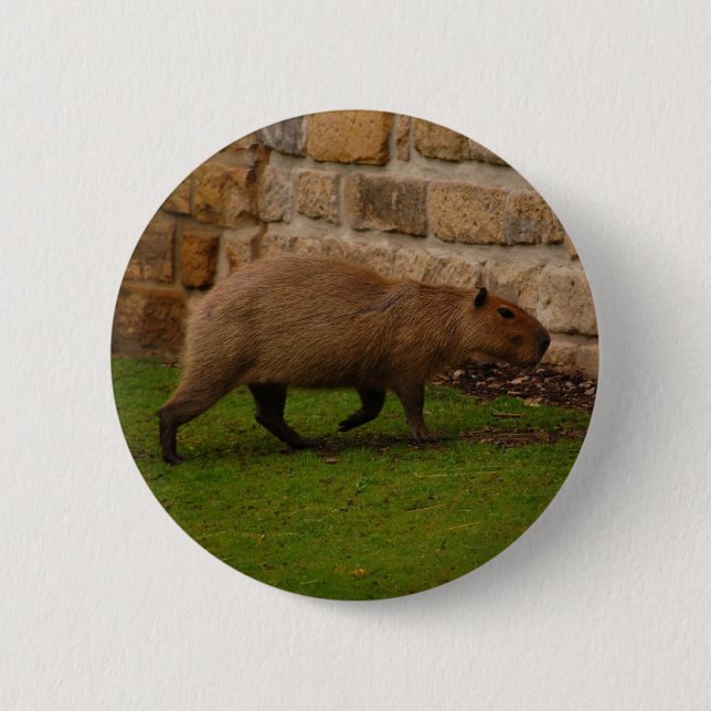 Bóton Redondo 5.08cm capivara (Frente)