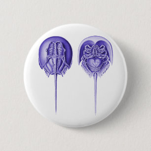 Bóton Redondo 5.08cm Caranguejo em ferradura