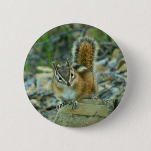 Bóton Redondo 5.08cm Chipmunk no Parque Nacional Glacier I