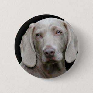 Bóton Redondo 5.08cm Cinzas de Prata Weimaraner