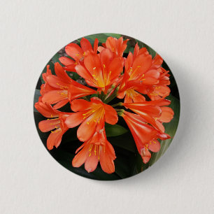 Bóton Redondo 5.08cm Clivia Miniata - A linda flor laranja