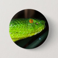Cobra da víbora de poço de Stejneger verde
