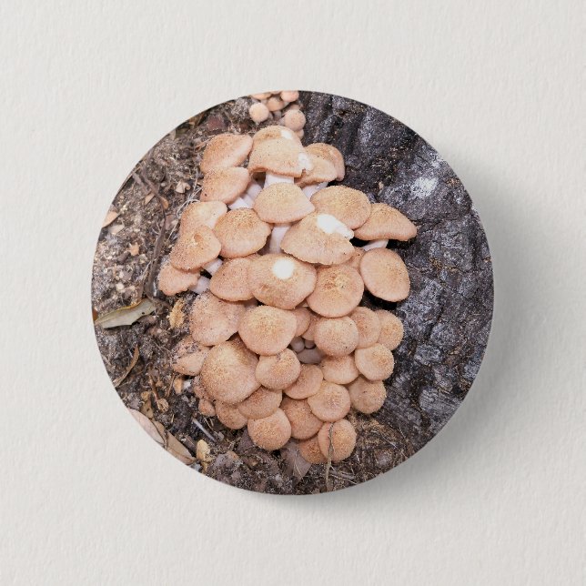 Bóton Redondo 5.08cm cogumelos de mel sem ferrão (Frente)