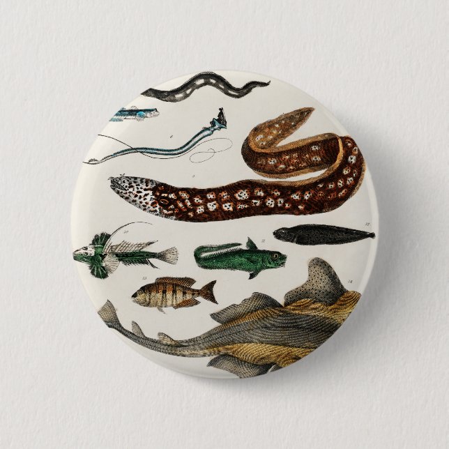 Bóton Redondo 5.08cm Coleções de Peixes Vintage (Frente)