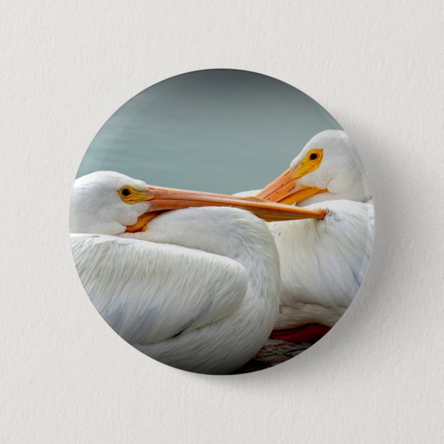 Bóton Redondo 5.08cm Confortavelmente pelicanos (Frente)