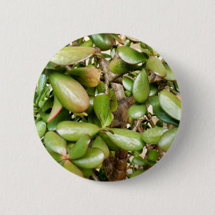 Bóton Redondo 5.08cm Crachá Crassula ovata