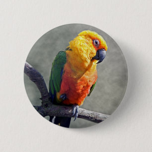 Bóton Redondo 5.08cm Crachá Jenday Conure