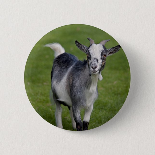 Bóton Redondo 5.08cm Crachá Pygmy Goat (Frente)