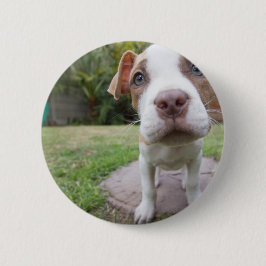 Bóton Redondo 5.08cm Curioso Puppy