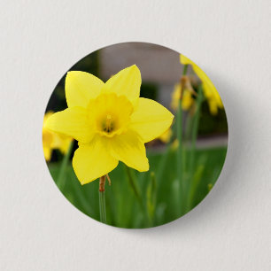 Bóton Redondo 5.08cm Daffodil amarelo do Prazer-Primavera
