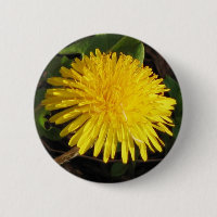 Dente-de-leão bonito