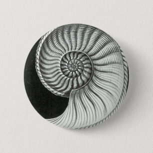 Bóton Redondo 5.08cm Desenho de lápis bonito da amonite de Amaltheus