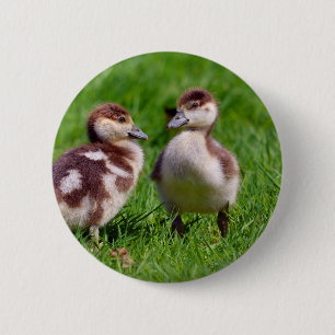 Bóton Redondo 5.08cm Dois pintinhos de egípcios gansos