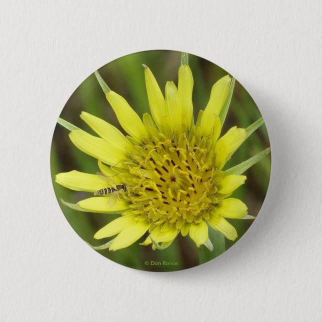 Bóton Redondo 5.08cm F41 Barba Amarela de Gordura (Frente)