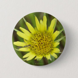 Bóton Redondo 5.08cm F41 Barba Amarela de Gordura