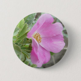 Bóton Redondo 5.08cm F4 Rosa Selvagem de Alberta