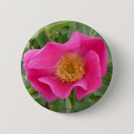 Bóton Redondo 5.08cm F4 Rosa Selvagem de Alberta