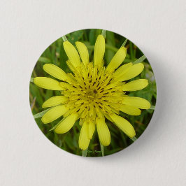 Bóton Redondo 5.08cm F9 Flor Amarela Barba-de-Bode Tragopogon dubius