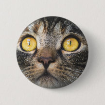 Fechamento de Gato com Olhos Amarelos